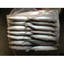 New Frozen Mackerel 300-500